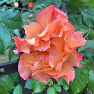 Meet your Posher, Elaine